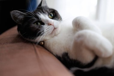 Kedi odaya bakıyor.