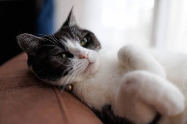 Kedi odaya bakıyor.