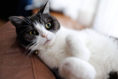 Kediyi kapat ve uzan.