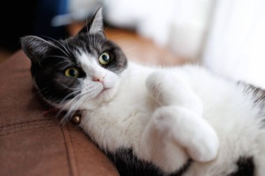 Kediyi kapat ve uzan.