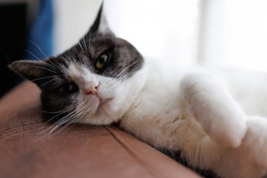 Kediyi kapat ve uzan.