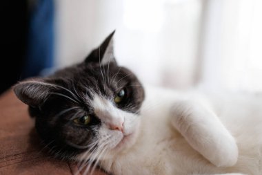 Kediyi kapat ve uzan.