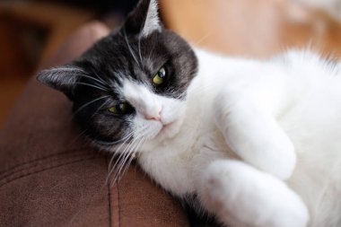 Kediyi kapat ve uzan.