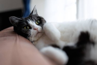 Kediyi kapat ve uzan.