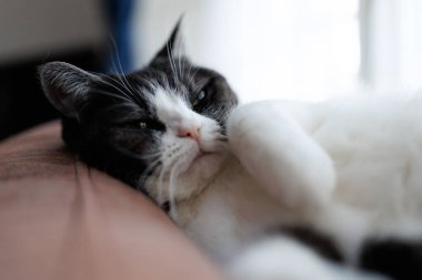 Kediyi kapat ve uzan.