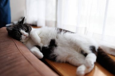 Kediyi kapat ve uzan.