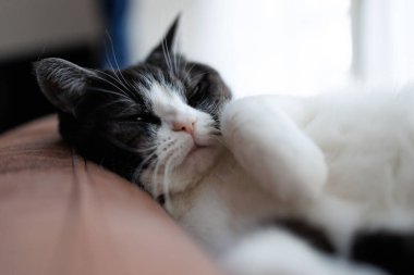 Kediyi kapat ve uzan.