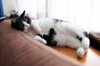 Kediyi kapat ve uzan.