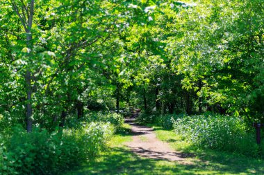 Yeşil ormandaki patikalar