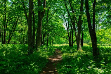 Yeşil ormandaki patikalar
