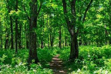Yeşil ormandaki patikalar