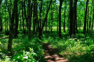Yeşil ormandaki patikalar