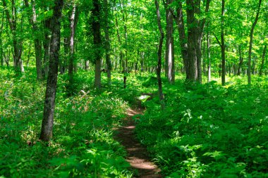 Yeşil ormandaki patikalar