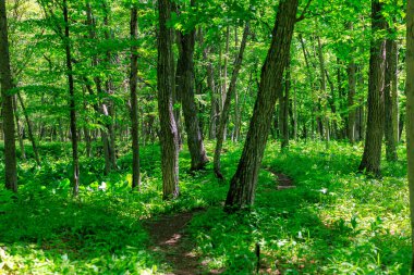 Yeşil ormandaki patikalar
