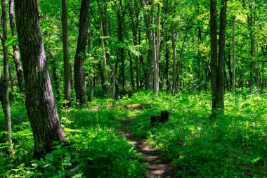 Yeşil ormandaki patikalar