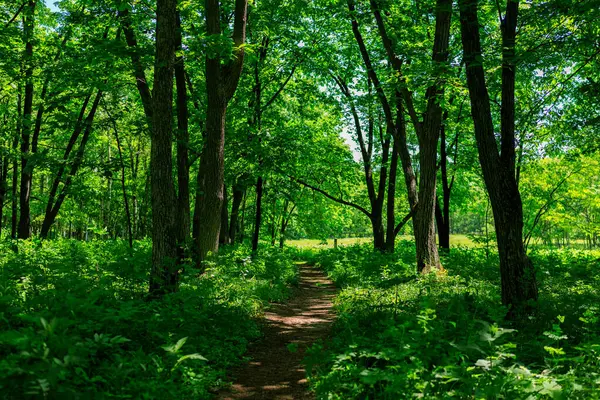 Yeşil ormandaki patikalar