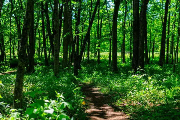 Yeşil ormandaki patikalar