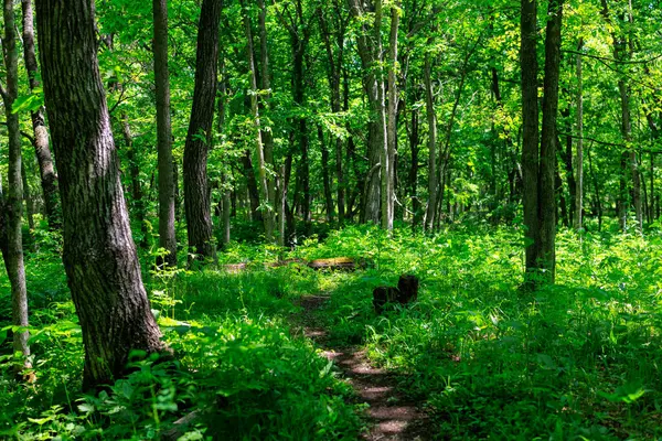Yeşil ormandaki patikalar