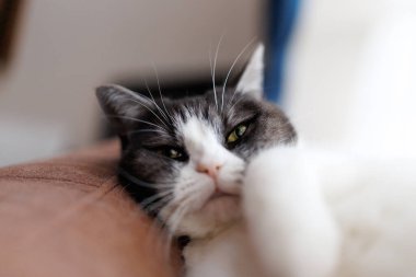 Şirin kedi sana bakıyor.