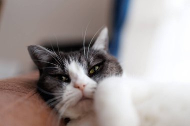 Şirin kedi sana bakıyor.