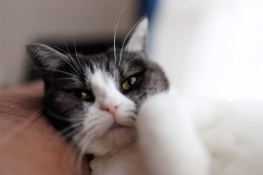 Şirin kedi sana bakıyor.