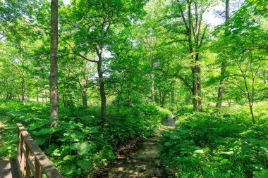 A stream flowing through the forest