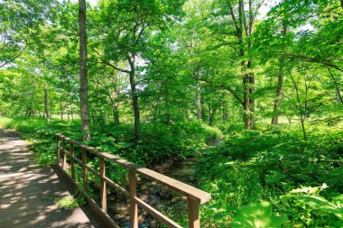 A stream flowing through the forest