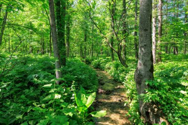 A stream flowing through the forest