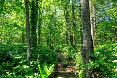A stream flowing through the forest