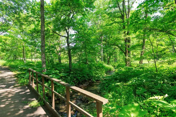 A stream flowing through the forest