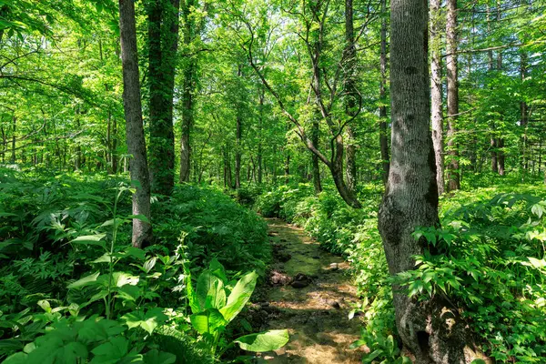A stream flowing through the forest