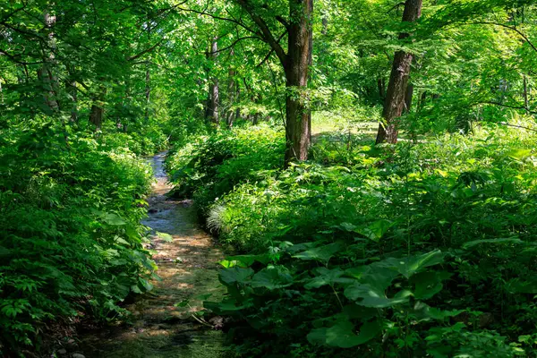 A stream flowing through the forest