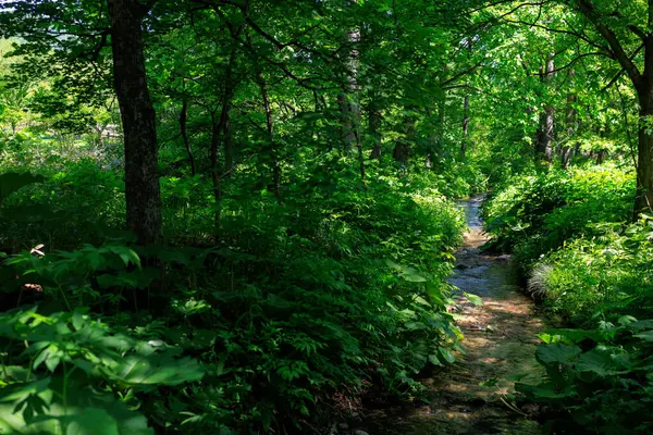 A stream flowing through the forest