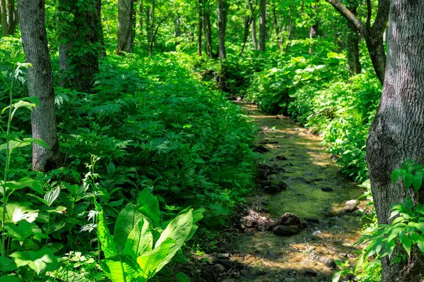 A stream flowing through the forest