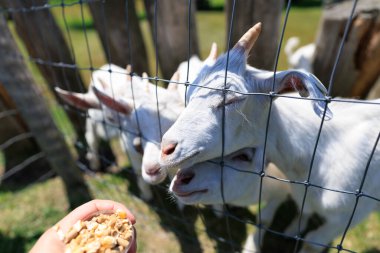 Hokkaido japan 'da çiftlik keçisi
