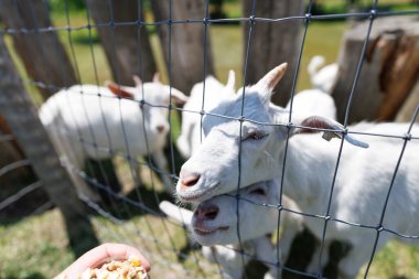 Hokkaido japan 'da çiftlik keçisi