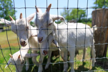 Hokkaido japan 'da çiftlik keçisi