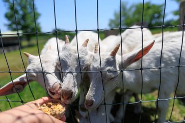 Hokkaido japan 'da çiftlik keçisi