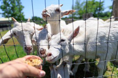 Hokkaido japan 'da çiftlik keçisi