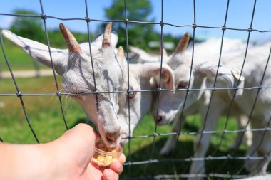 Hokkaido japan 'da çiftlik keçisi