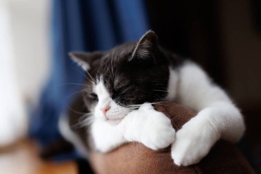 Kedi kanepede uyuyor.