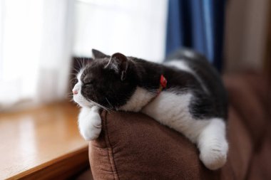 Kedi kanepede uyuyor.