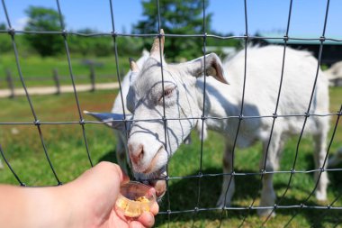 Hokkaido japan 'da çiftlik keçisi