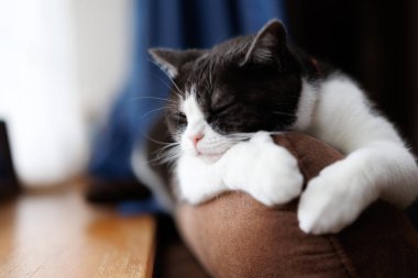 Kedi kanepede uyuyor.