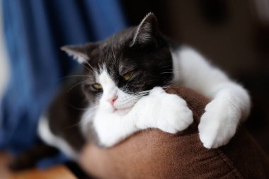 Kedi kanepede uyuyor.