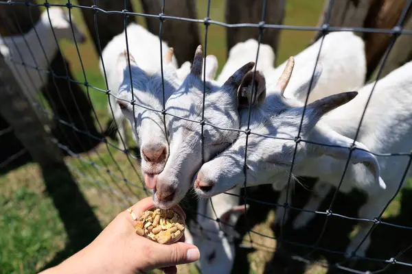 Hokkaido japan 'da çiftlik keçisi