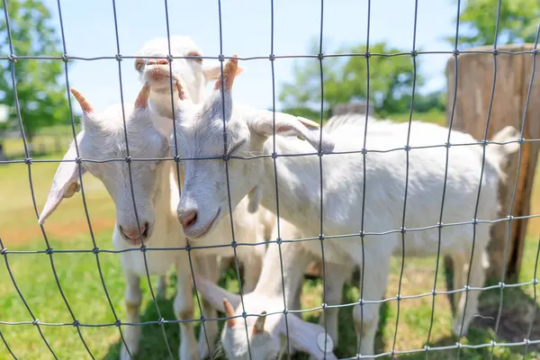 Hokkaido japan 'da çiftlik keçisi