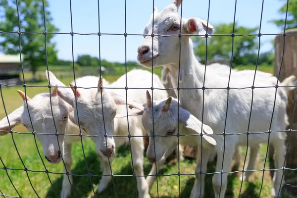 Hokkaido japan 'da çiftlik keçisi
