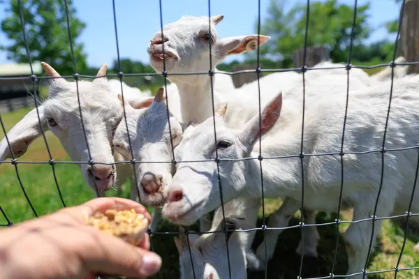 Hokkaido japan 'da çiftlik keçisi
