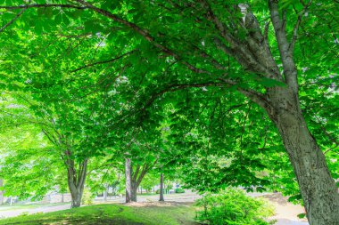 Yazın yeşil orman Hokkaido